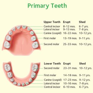 chart of baby teeth