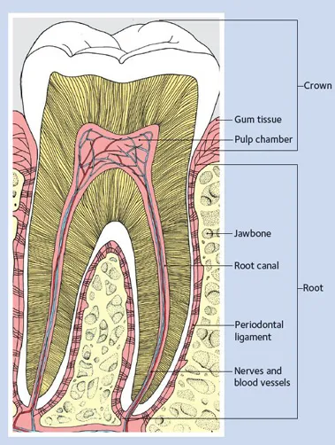 diagram of a healthy tooth